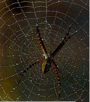 Dauw op het web van een spin.